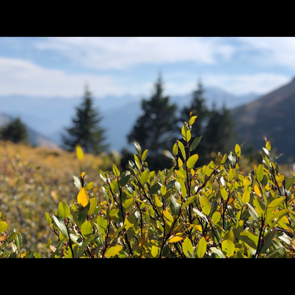 Meet your Posher, Calina